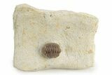 Enrolled Paciphacops Trilobite - Black Cat Mountain, Oklahoma #241430-5